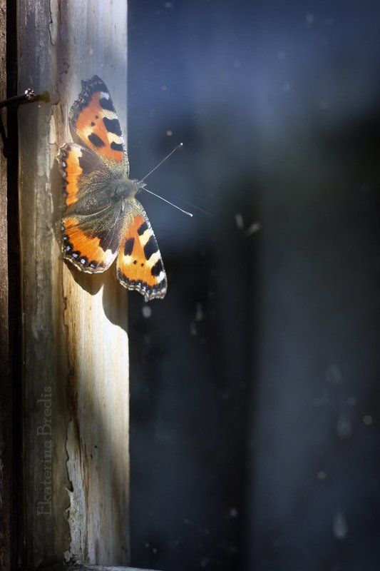 Бабочкаphoto preview