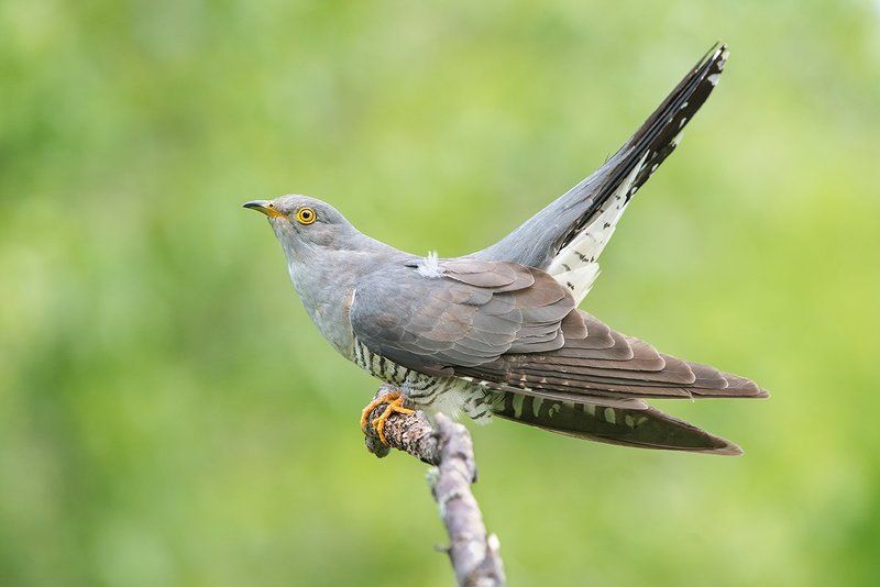 Кукушка фото превью