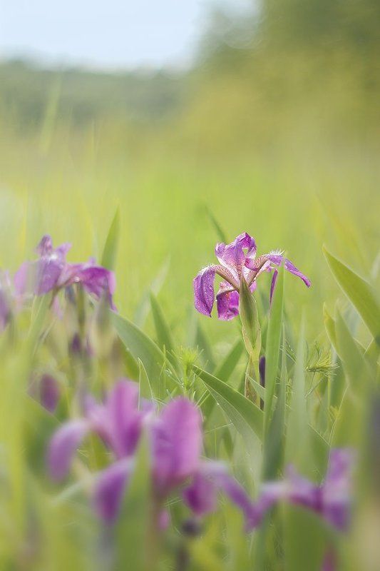 ирис, сибирский Ирис сибирскийphoto preview