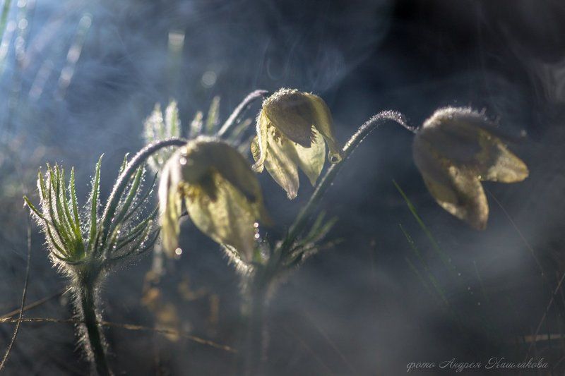 СОН траваphoto preview