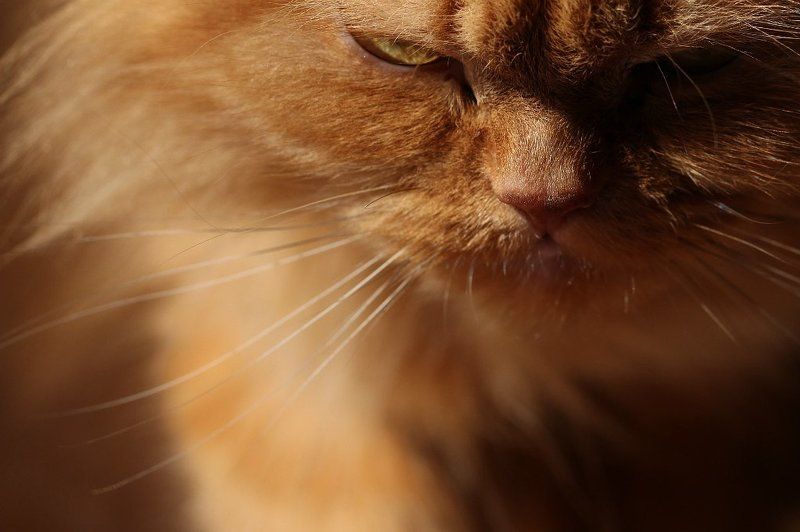 рыжая морда  зреет план мести.photo preview