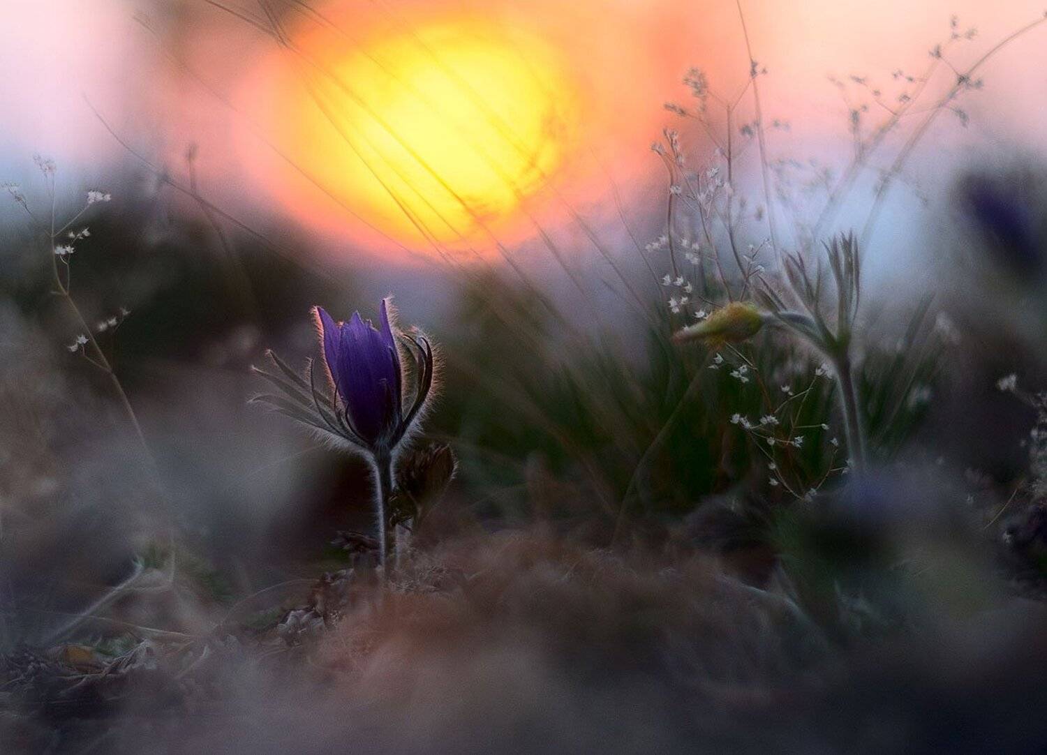 Этюд с сон-травой - 2. Автор: Сергей Брагин , Сергей Брагин