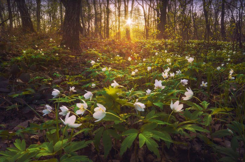 В гостях у Анемоны фото превью