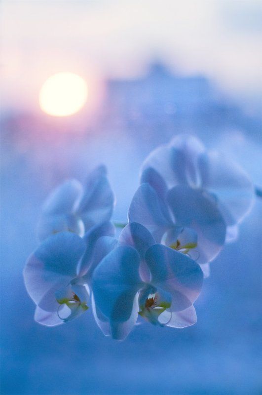 Город, Дома, Закат, Окно, Орхидея Закат за окном на фоне орхидеиphoto preview