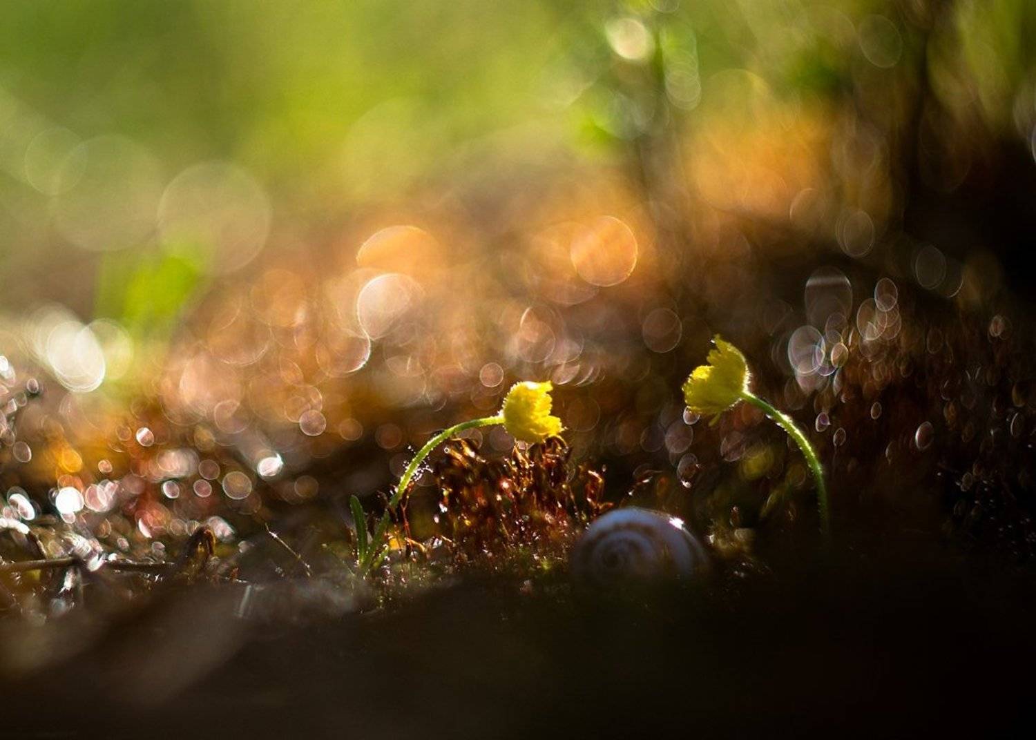 макро,цветы,, Олег Зкл