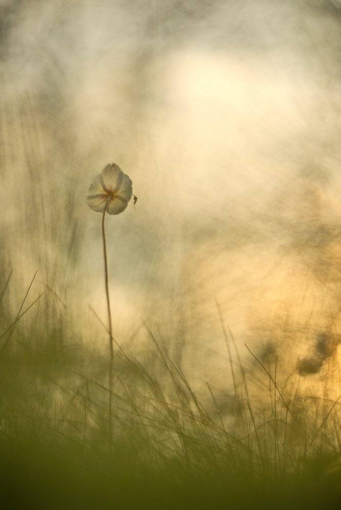 ветреница лесная, закат, Evgeny Melnikov