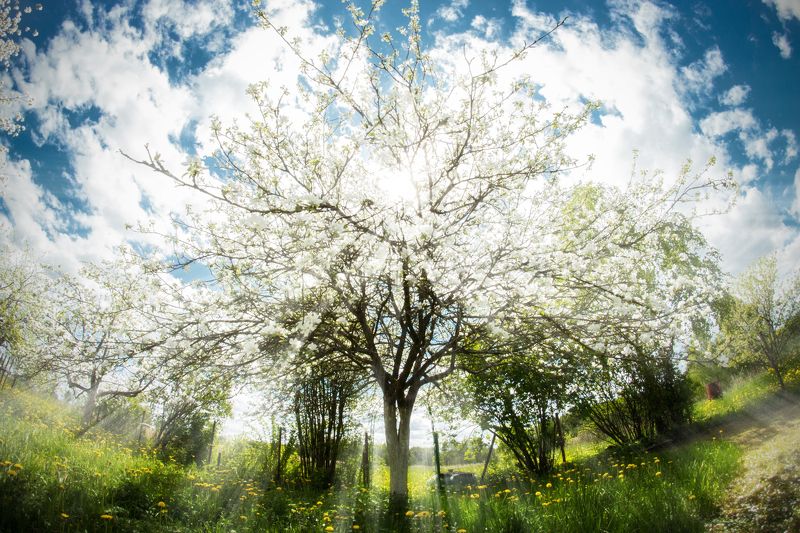 яблониphoto preview