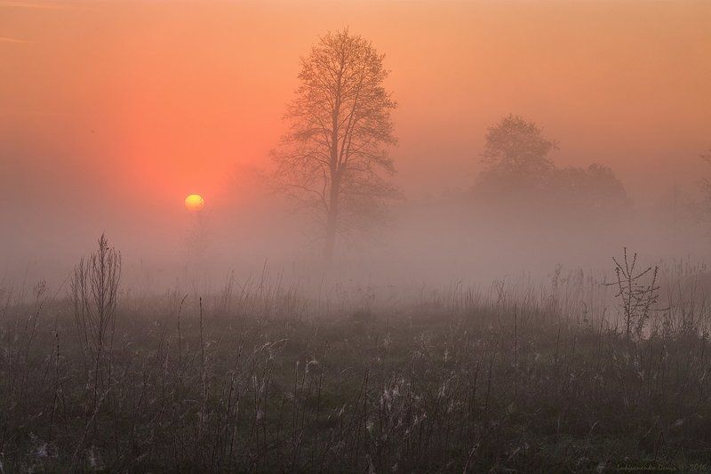 2016, украина, сумская область, кролевец, реть, весна, деревья, паутина, рассвет, солнце, туман, утро ***photo preview