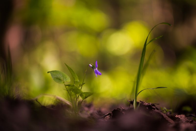 Фиалкаphoto preview