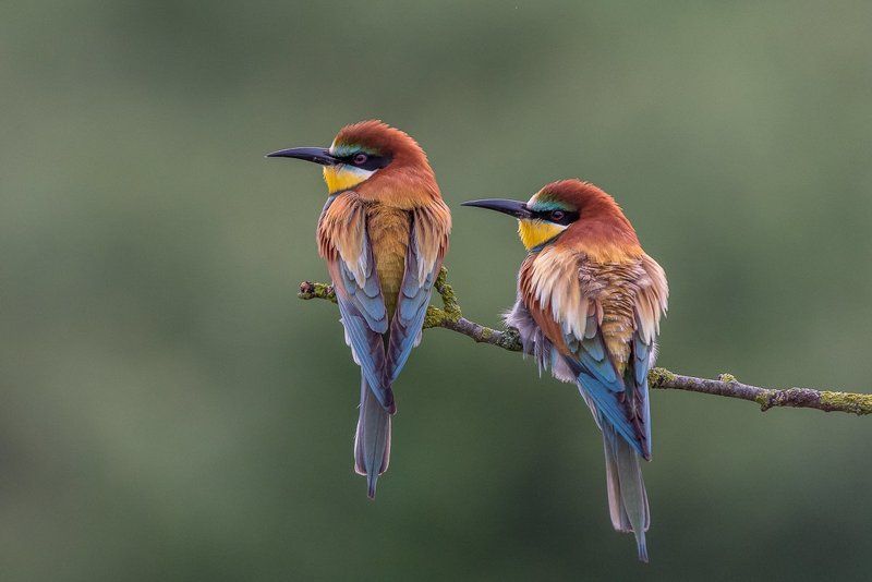 european bee-eater, aves, birds, merops apiaster, dominik chrzanowski wildlife photography European Bee-eater фото превью