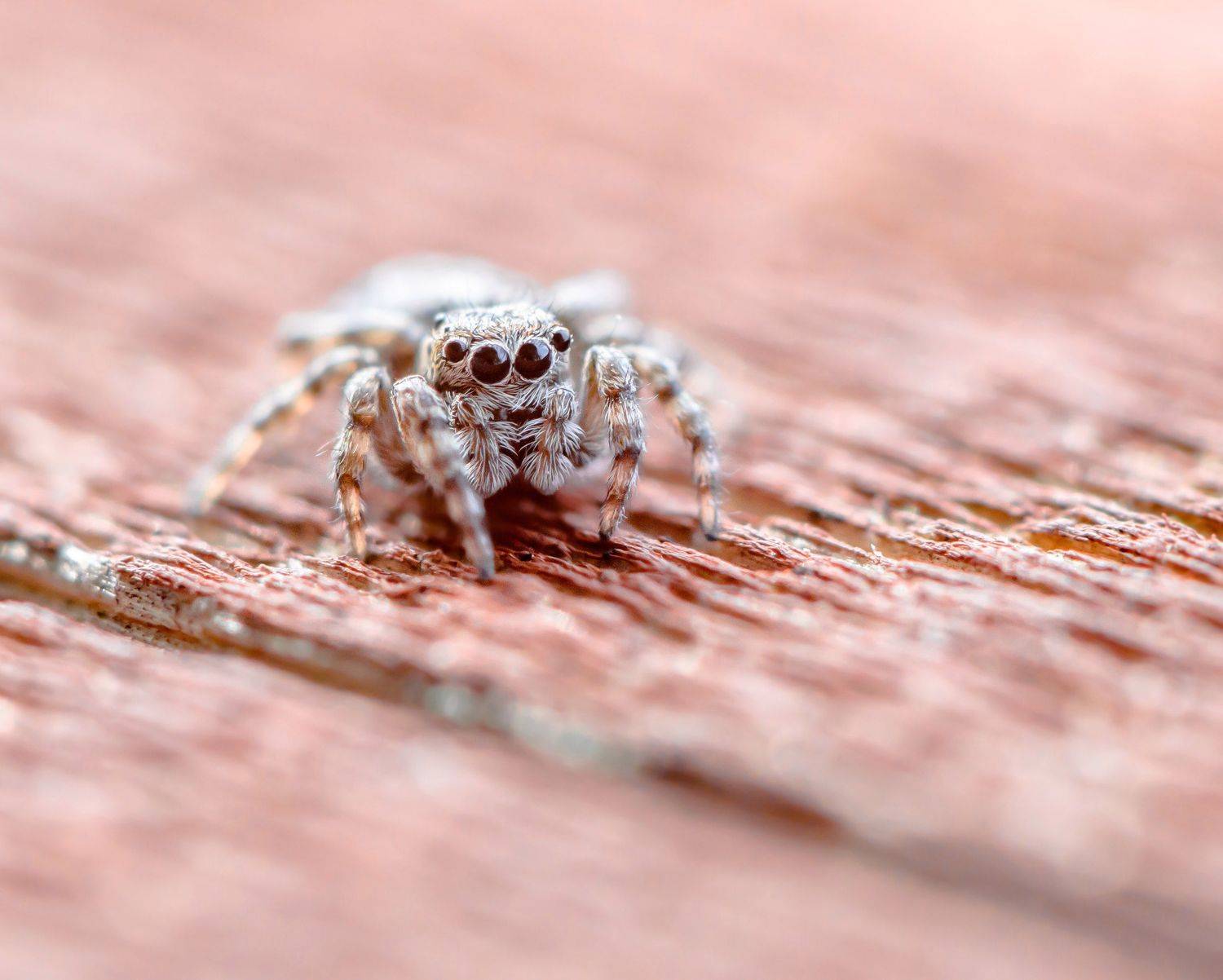 Гроза мушек. Автор: Ксения Соварцева sitticus pubescens, весна, глаза, дерево, кроха, макро, маленький, паук, скакун, серый, скакунчик, удлинительные кольца, Ксения Соварцева