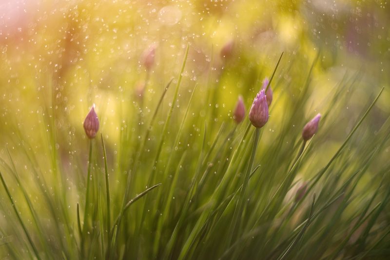 Цветущий лукphoto preview