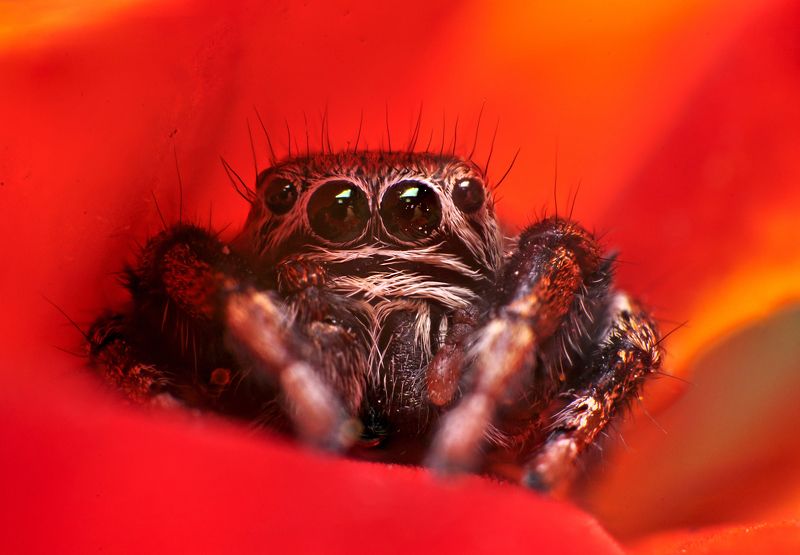макро, природа, паук, паук-скакун, животные, взгляд, глаза, лето Паучищеphoto preview