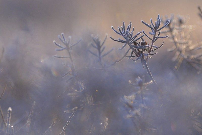 Багульник фото превью
