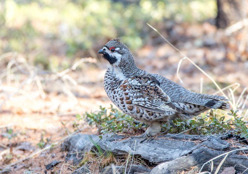 Рябчикphoto preview