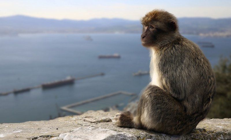 Великобритания, Гибралтар, Гибралтарский пролив, Испания, Магот, Обезьяна, Средиземное море Гибралтарphoto preview