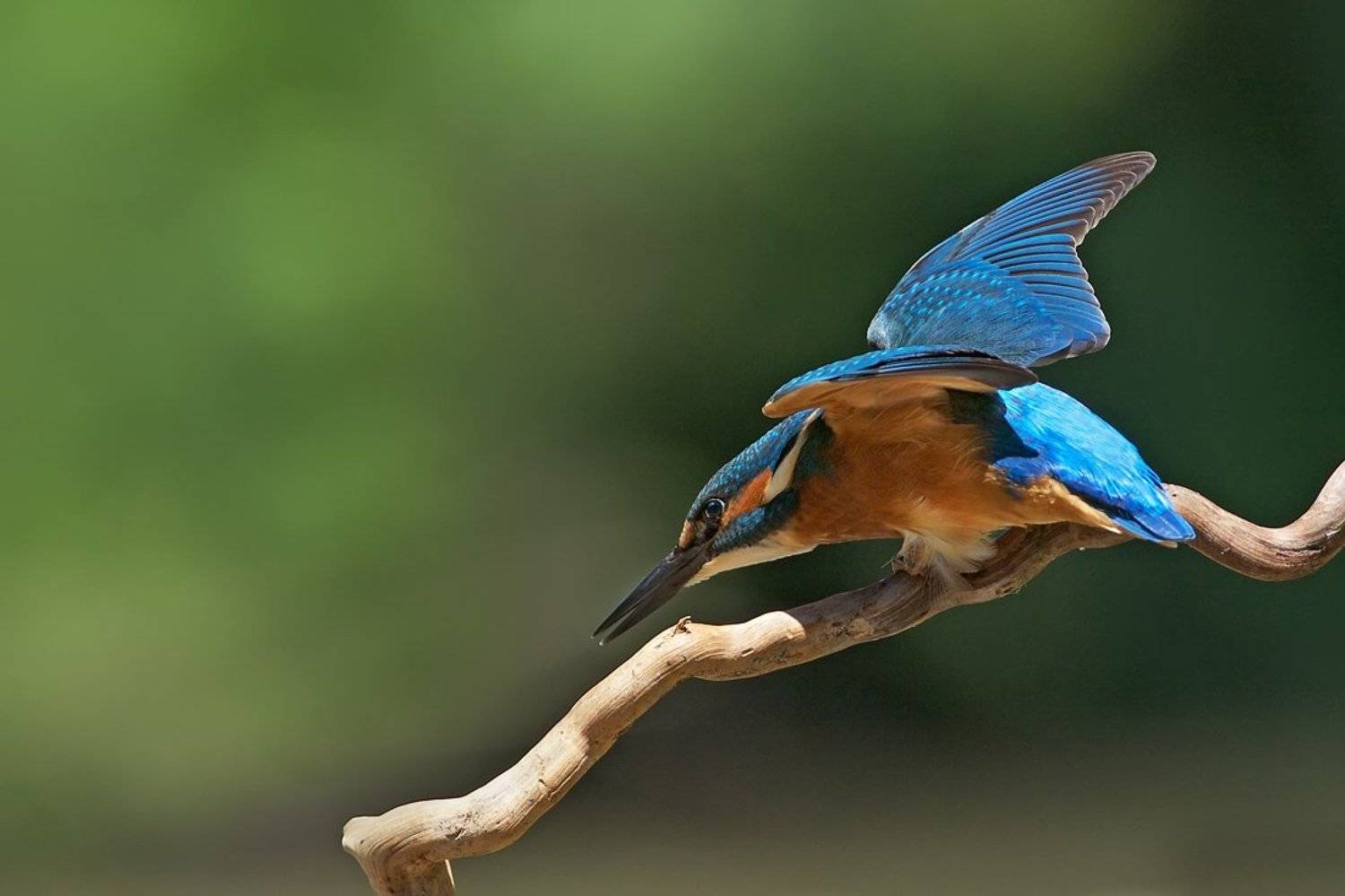 зимородок, земеродно рибарче, Евгени Стефанов