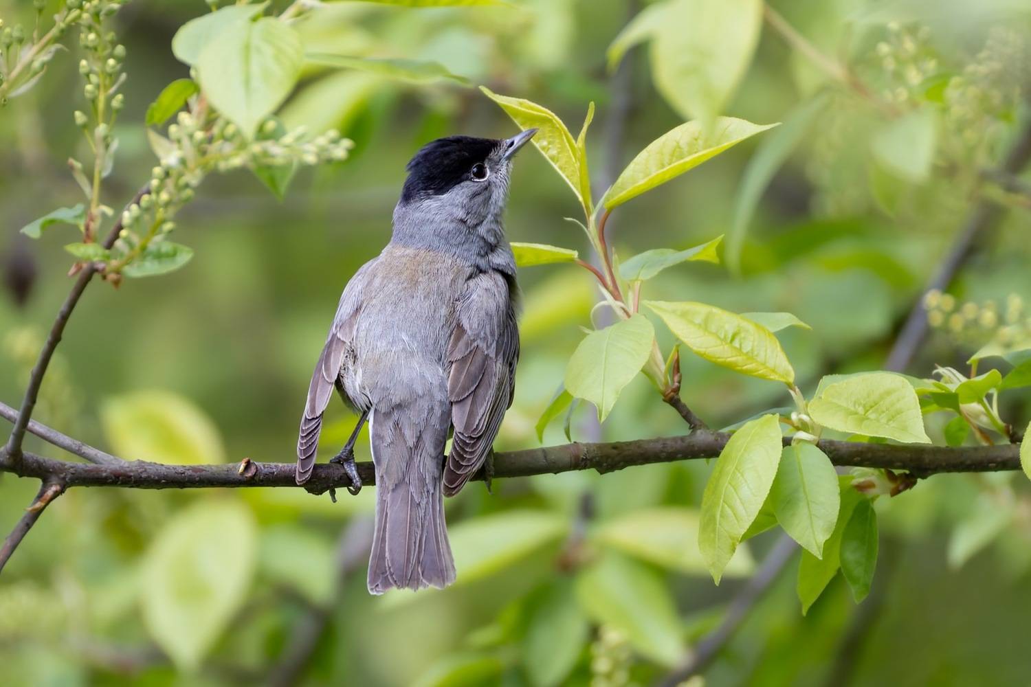 черноголовая славка, славка, птицы, славка-черноголовка, Ruslan Pl