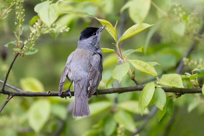 черноголовая славка, славка, птицы, славка-черноголовка Славка-черноголовкаphoto preview