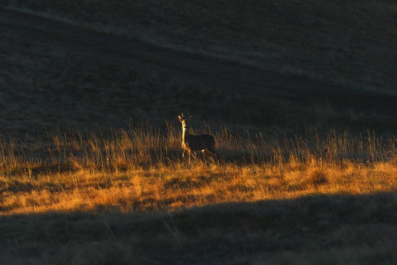 В первых лучах солнцаphoto preview