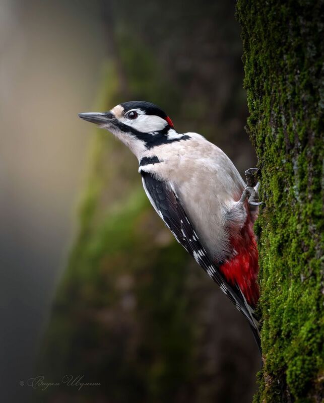 дятел - Зимы не видать?photo preview