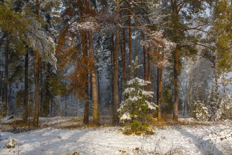 лес утро свет снег сосны  серково Первый снег на опушке лесаphoto preview