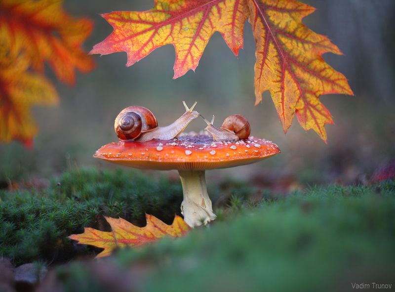 улитка, гриб, осень, листья Краски осени фото превью
