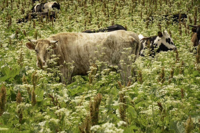 Россия, Краснодарский край, Мостовской район, Бароновы поляны, коровы,  Коровы в горах Кавказаphoto preview