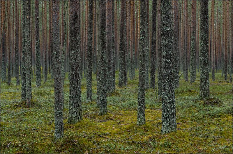 Сказочные леса Новгородской областиphoto preview