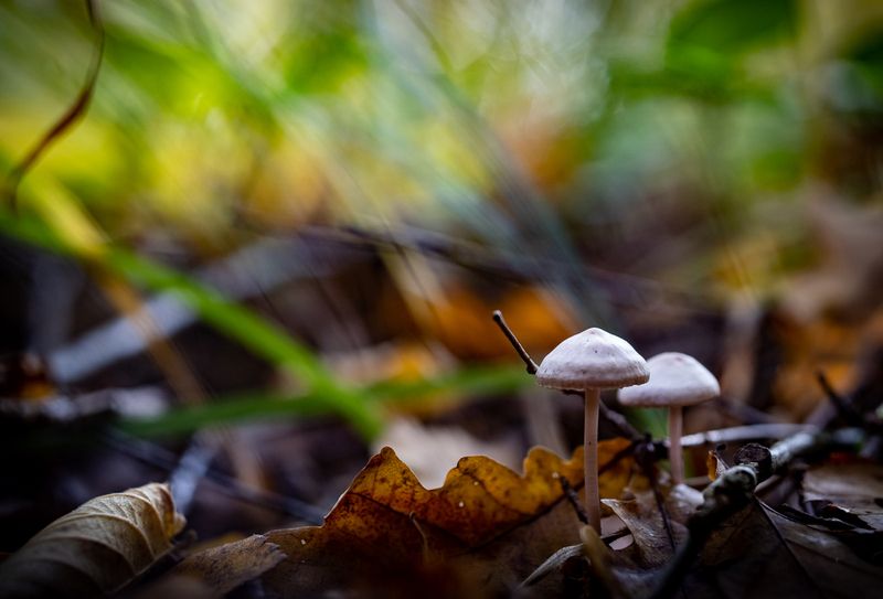 природа ***photo preview