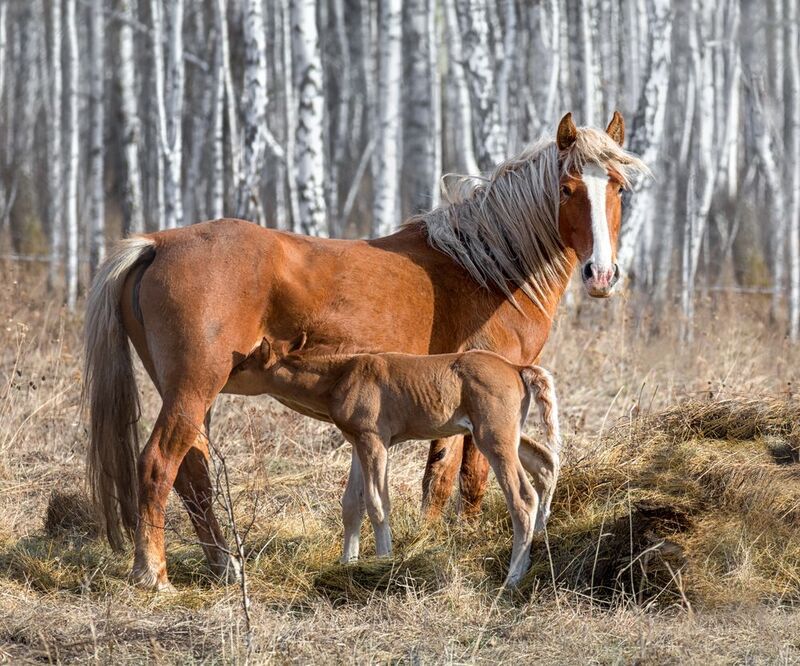 лошадь, жеребёнок, ***photo preview