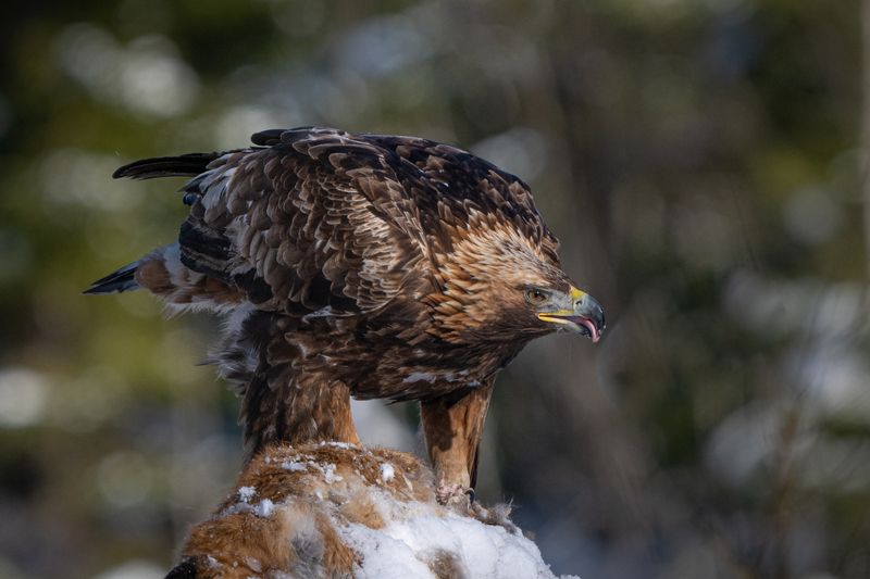 хищник, привада, язык, беркут, птица, взгляд, клюв Момент без пафосаphoto preview