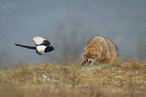 Златист чакал