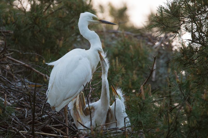 цапля, белая цапля, большая белая цапля, потомство, птенцы, на гнезде, мама, птицы, любовь, heron, love, mother, feelings Мама. Дети. Любовь.  // Mom. Kids. Love.photo preview