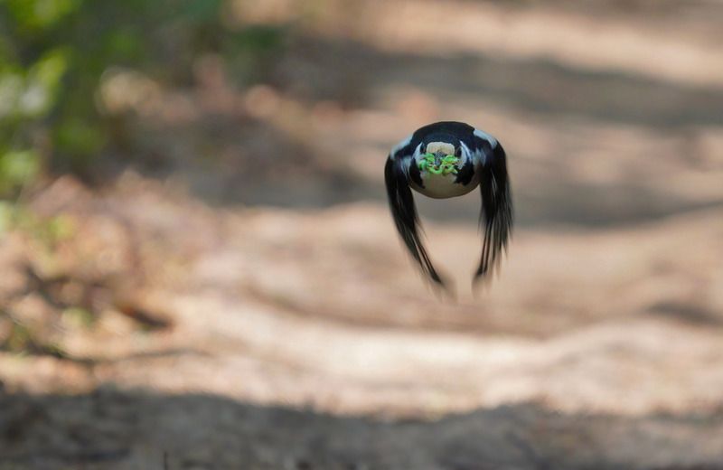 большой_пёстрый_дятел затарился фото превью