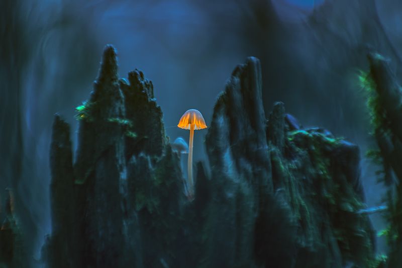 осень, лес, грибы, макро photo preview