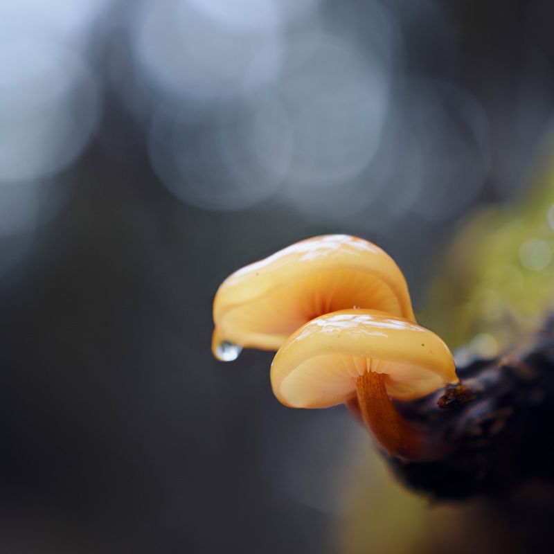 грибы Парочкаphoto preview