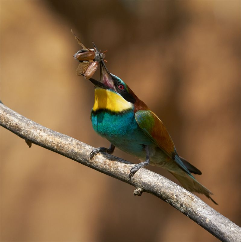 Щурка укачивает майского жука на ночь.photo preview