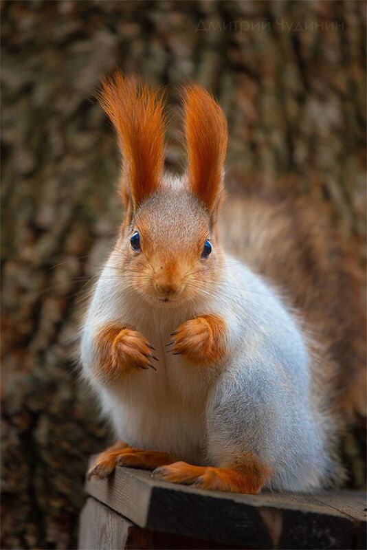 Иди обниму! фото превью