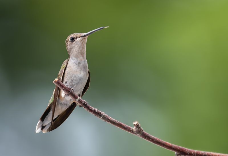 bird, humming, hummingbird, hummingbirds, hummer, rufous, nature, animals, wild, action, dynamic Wondermentphoto preview