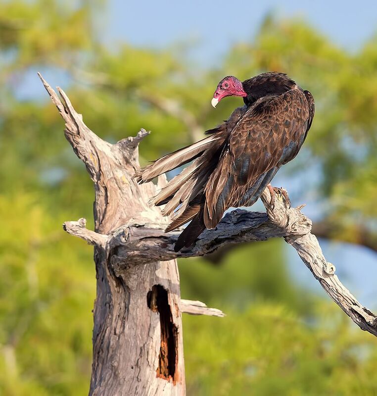 turkey vulture, гриф-индейка, гриф, хищные птицы, raptor, florida, флорида, vulture Turkey Vulture - Гриф-индейкаphoto preview