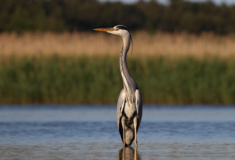 серая цапля, цапля, ardea cinerea, grey heron, heron, куршская коса, куршский залив Изваяниеphoto preview