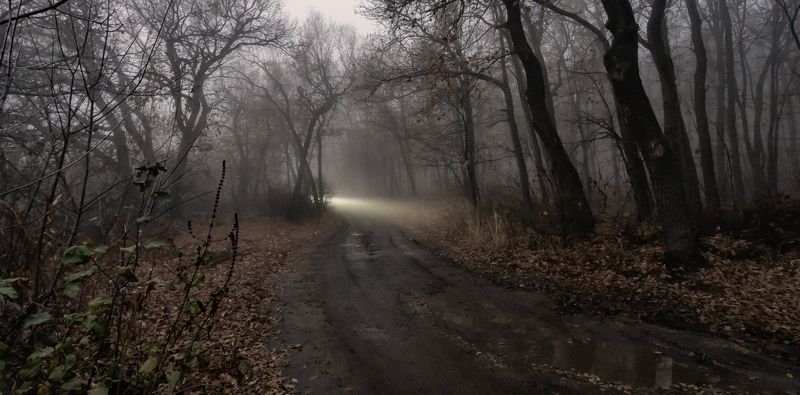 туман, лес, осень, дождь, природа, дорога, грунтовка, свет Свет в тумане...photo preview