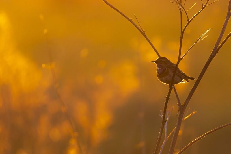 варакушка, птицы, закат Варакушкаphoto preview