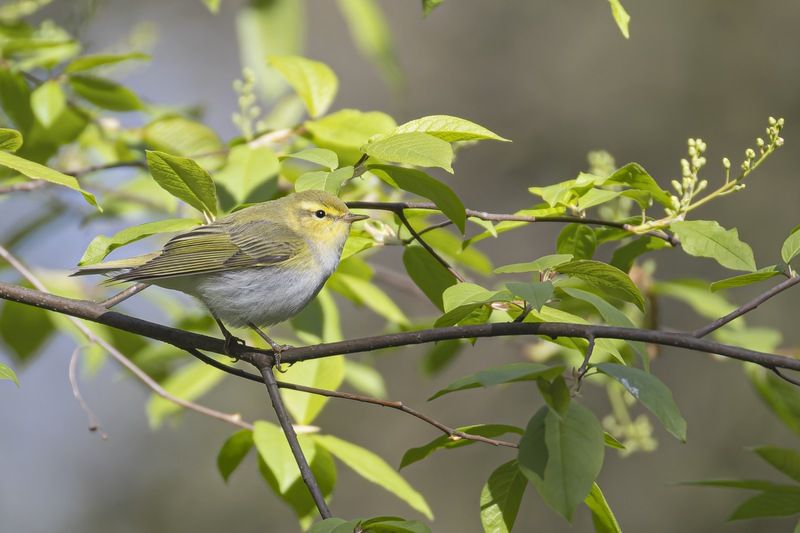 пеночка-трещотка, пеночка, трещотка, птицы Пеночка-трещоткаphoto preview