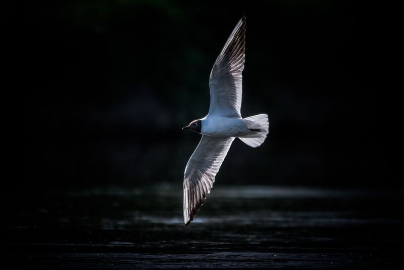 Озёрная чайка, полёт Рассекая воздухphoto preview