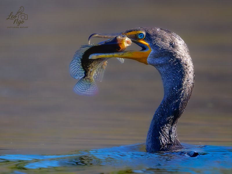 Double-crested Cormorant (Phalacrocorax auritus)photo preview