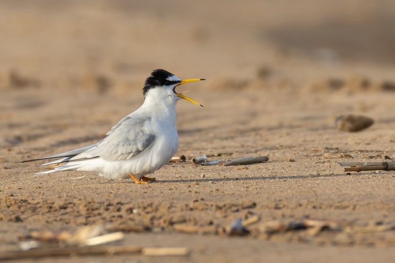 малая крачка, крачка, чайка, птицы, красная книга Сколько еще ждать мою рыбууу?photo preview