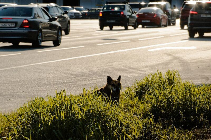 Ушастый силуэтphoto preview