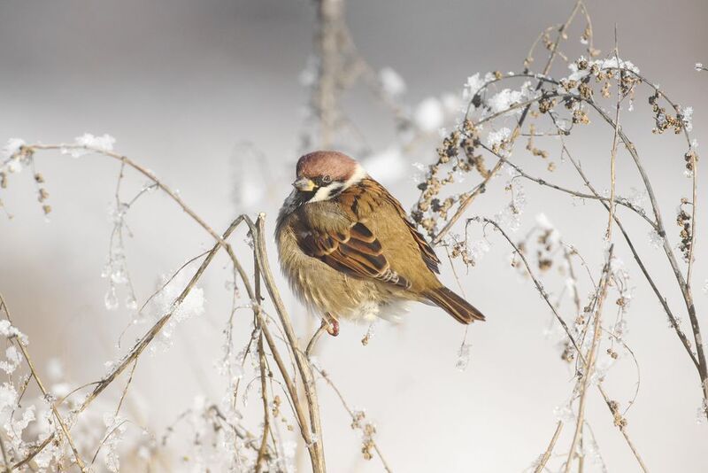 полевой воробей, tree sparrow, Passer montanus, птица, дикая природа, sparrow, птицы России, birdwatching, nature, wildlife photography, close-up bird Полевой воробей photo preview